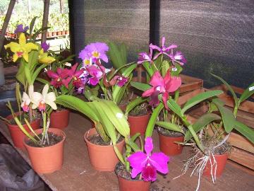 El multiplicador de orquídeas
