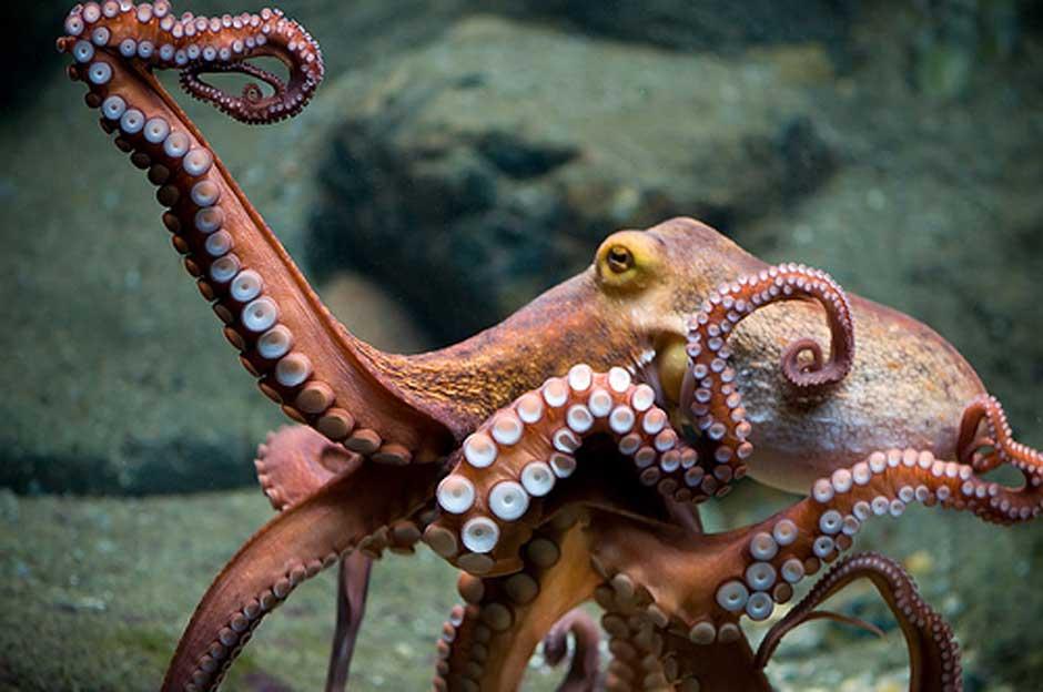 El impacto de nuestra extinción en el ecosistema global