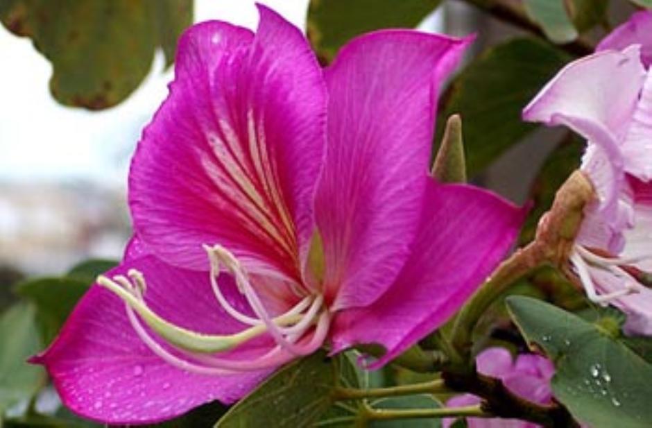 Lanzarán la Fiesta Nacional de la Orquídea y la Provincial de la Flor - El Territorio Misiones Lanzarán la Fiesta Nacional de la Orquídea y la Provincial de la Flor - El Territorio Misiones